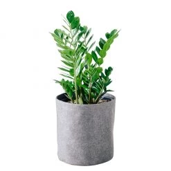 My City Plants Low Light Plants ZZ Plant Trendcover 32 - Dark Gray