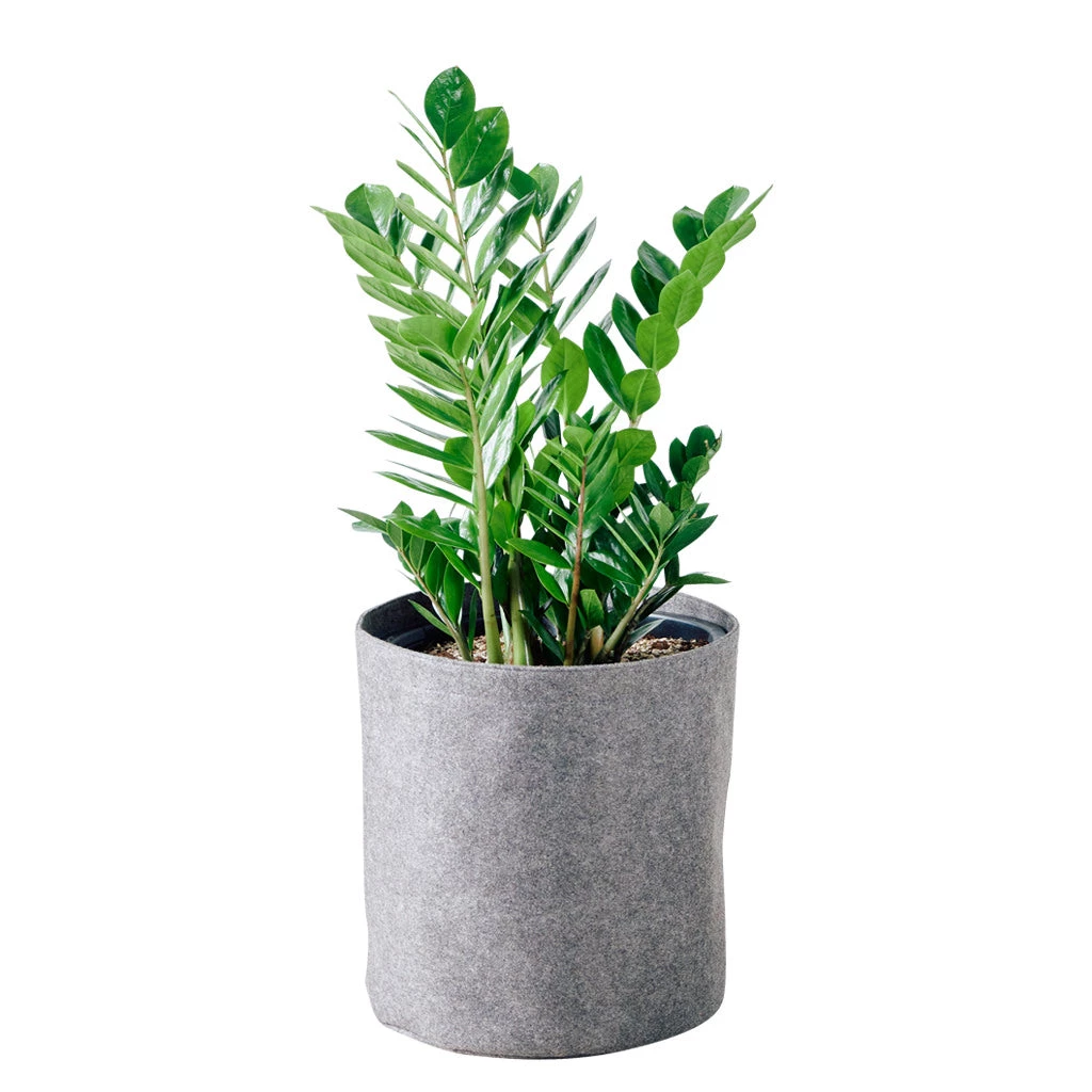My City Plants Low Light Plants ZZ Plant Trendcover 32 - Dark Gray