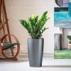 My City Plants ZZ Plant Rondo Charcoal Metallic