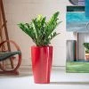 My City Plants Large Plants 3' - 5' ZZ Plant Rondo Red
