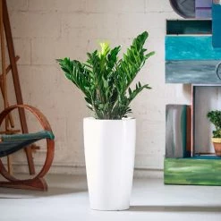 My City Plants Large Plants 3' - 5' ZZ Plant Rondo White