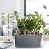 My City Plants ZZ Plant Windowsill Charcoal Metallic