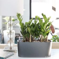My City Plants ZZ Plant Windowsill Charcoal Metallic