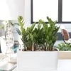 My City Plants ZZ Plant Windowsill White Medium/Small Plants 1' - 2'